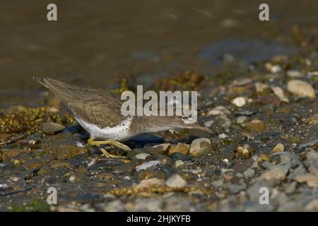 Gepunkteter Sandpiper (Actitis macularius), Sacramento County, Kalifornien, USA Stockfoto
