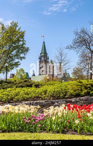 Ottawas Tulpenfestival in der Nähe des kanadischen parlaments. Bunte Tulpen Feld. Stockfoto