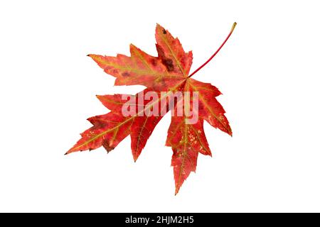 Silberner Ahorn oder Acer saccharinum leuchtend rotes Herbstfarbenes Blatt isoliert auf Weiß. Stockfoto