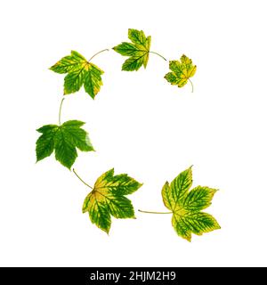 Platanen Ahornbaum Herbstblätter isoliert auf weiß. Spiralförmige fliegende Gruppe von sechs gelb-grünen Blättern. Stockfoto