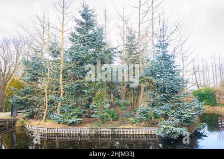 Blaue Silbertannen (Abies procera glauca oder blaue Edeltanne) in einer Baumschule in Boskoop, Niederlande. Die Triebe werden zur Herstellung von Transplantaten verwendet. Stockfoto