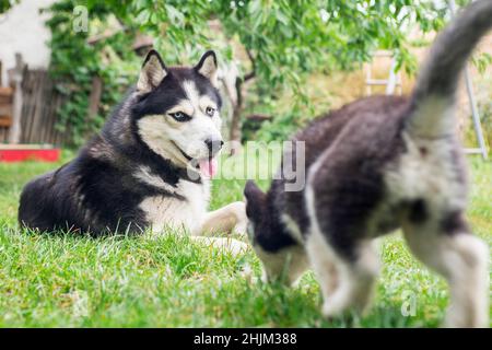 Ein entzückender Husky, und ein niedlicher Welpe Husky, mit einer tollen Zeit im Hof. Zwei Husky Dogs spielen im Freien zusammen. Stockfoto