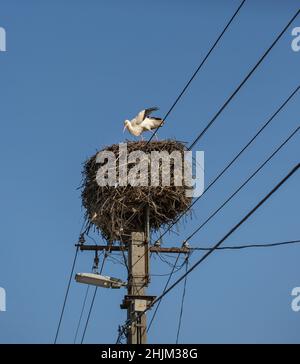 Weißer Storch im großen Nest auf Strommast. Sperlinge bauen Nester im Storchennest. Stockfoto