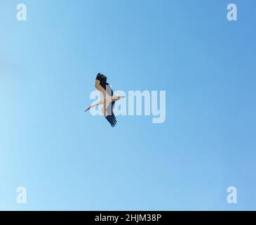 Weißstorch schwimmt in der Luft. Stockfoto