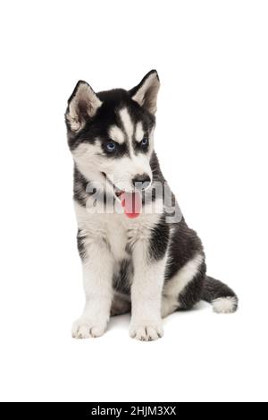 Cute siberian Husky Welpe sitzt auf weißem Hintergrund isoliert. Interessant verspielter kleiner Welpe von serbischem Husky mit blauen Augen. Stockfoto