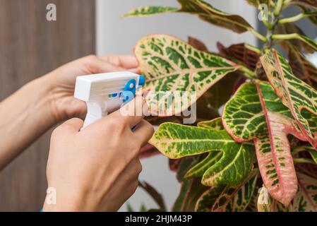Eine weibliche Hand, die Wasser auf die Zimmerpflanze sprüht. Eine Frau kümmert sich um ihre Blumen im Hauszimmer. Stockfoto