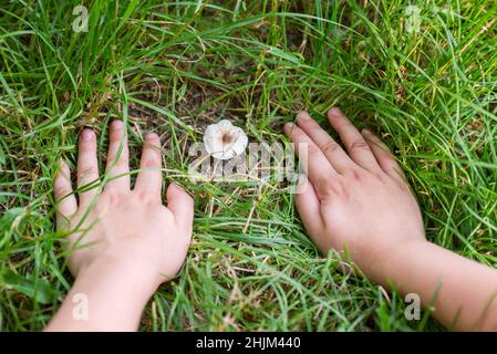 Das Kind findet im grünen Gras in einem Wald Pilze. Kind zeigt Pilz-Zehenhocker im Gras gefunden. Stockfoto