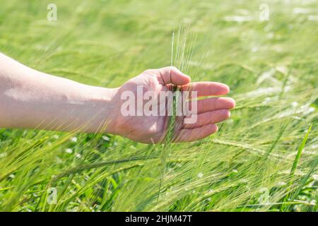Die Hände des Menschen halten grüne Ähren von Weizen auf einem landwirtschaftlichen Feld. Ähren von Weizen während der Zeit des aktiven Wachstums und der Reifung der Ernte. Stockfoto