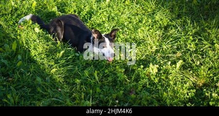 Der Hund liegt im Gras im Park. Die Rasse ist Border Collie. Hintergrund ist grün. Banner mit Kopierbereich Stockfoto