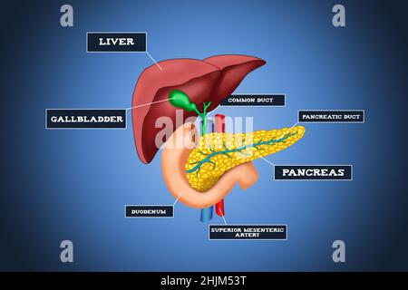 Infografik des menschlichen Lebersystems mit detaillierter Beschreibung der Bauchspeicheldrüse und der Leber. Medizinische Zukunftstechnologie und innovatives Konzept. Stockfoto