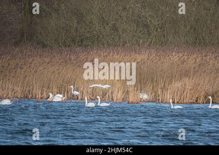 Viele Schwäne und Weißreiher befinden sich am Ufer eines Sees Stockfoto