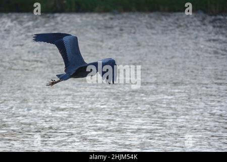 Ein grauer Reiher fliegt dicht über dem Wasser Stockfoto