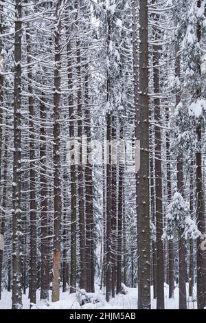 Wunderschöne nordische Winterwaldlandschaft, schlanke, hohe Tannen und Pinien, alte Bäume, die mit Schnee bedeckt sind Stockfoto
