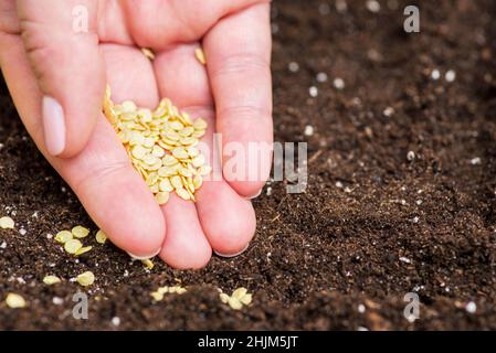Womans Hand hält die Samen von Paprika bereit für die Aussaat in Behälter für Sämlinge mit Erde zu Hause. Gartenbau und botanisches Konzept. Stockfoto