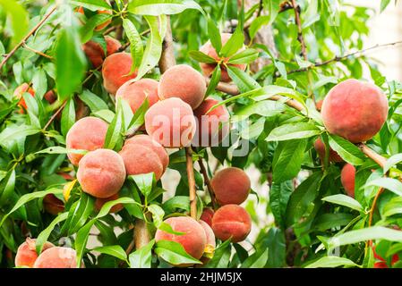 Pfirsiche. Reife süße Pfirsichfrüchte wachsen auf einem Pfirsichbaum-Ast im Garten. Stockfoto