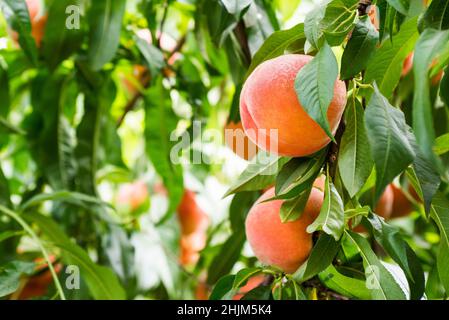 Pfirsiche. Reife süße Pfirsichfrüchte wachsen auf einem Pfirsichbaum-Ast im Garten. Stockfoto