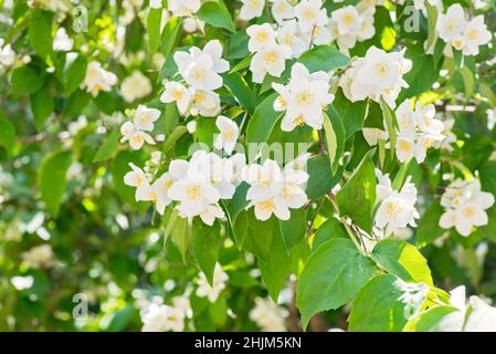 Schöne weiße Jasminblüten. Schöner blühender Jasminzweig mit weißen Blüten. Natürlicher Hintergrund mit Jasminblüten auf einem Busch. Selektive Stockfoto
