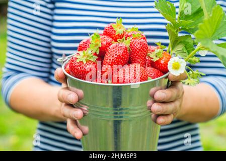 Frauenhände halten einen Eimer mit frisch gepflückten Erdbeeren. Reife Bio-Erdbeeren. Erntekonzept. Stockfoto