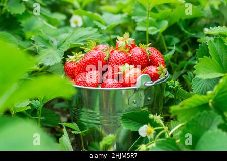 Ein Eimer voller frisch gepflückter Erdbeeren im Sommergarten. Erdbeerbeeren in einem Eimer auf einem Erdbeerbett. Stockfoto