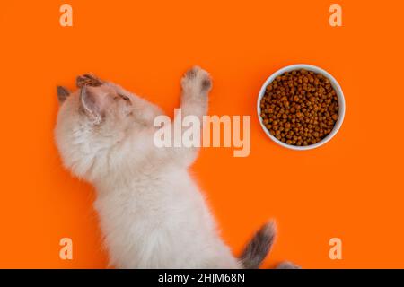 Niedliche flauschige graue Kätzchen essen trockenes Futter, füttern in Schüssel isoliert auf orangefarbenem Hintergrund mit Kopierraum. Katze spielt mit Pfote mit Katzenfutter und frisst es Stockfoto