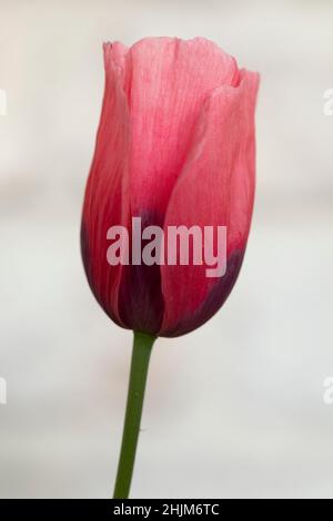 Nahaufnahme der roten Tulpenblume vom Hintergrund isoliert Stockfoto