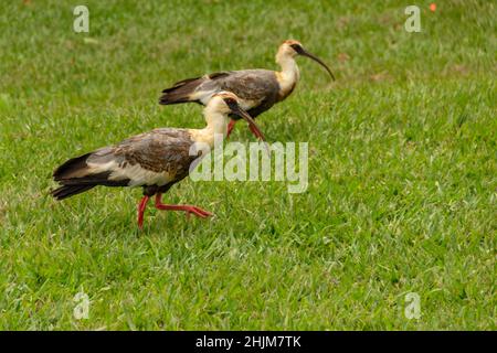 Goiania, Goias, Brasilien – 30. Januar 2022: Theristicus caudatus. Zwei Vögel namens Curicaca, die auf dem Rasen wandern. Stockfoto