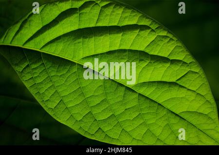 Nahaufnahme eines Avocadoblattes als grüner natürlicher Hintergrund, selektiver Fokus. Das Blatt ist der primäre Ort der Photosynthese in Pflanzen. Stockfoto