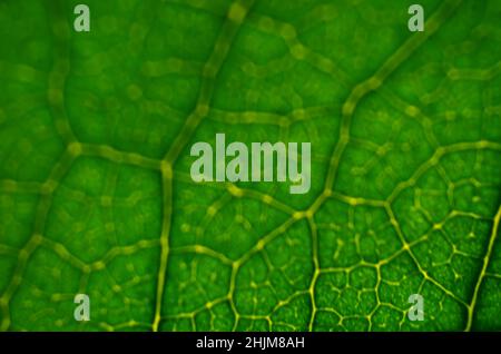 Nahaufnahme eines unfokussierter Bildes mit grüner Blattstruktur. Abstrakter grüner Hintergrund mit Kopierbereich. Stockfoto