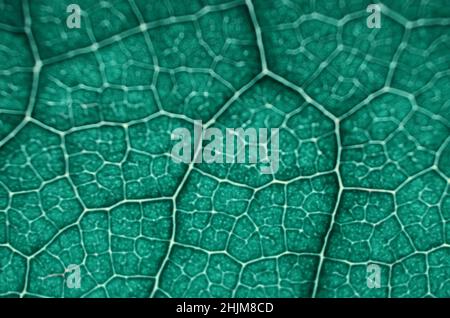 Makro-Unschärfe-Bild der grünen Blattstruktur. Kann als grüner abstrakter Hintergrund mit Kopierraum verwendet werden. Stockfoto