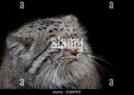 Pallas Katze (Otocolobus manul) vor dunklem Hintergrund Stockfoto