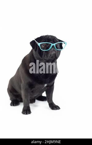 Pug reinrassig Hund schwarz mit Sonnenbrille auf dem Boden sitzen Stockfoto