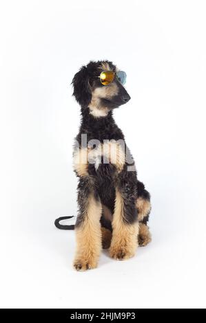 Junge reinrassige afghanische Hundehunde in schwarzer Farbe trägt Sonnenbrillen in sitzenden Studios Stockfoto