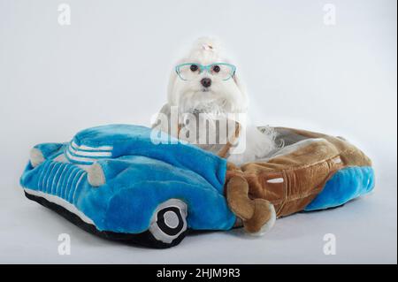 Bichon maltesischer reinrassiger Hund mit Brille im Auto Stockfoto