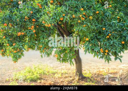 Mandarinenbaum in einem Zitrushain voller Früchte im Herbst Stockfoto