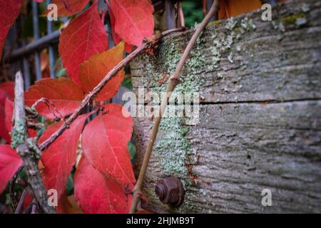 Rotwein blättert im Herbst auf moosem Holz Stockfoto