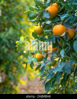 Reife Mandarinenfrüchte auf einem Baum Äste, Nahaufnahme vertikalen Schuss in Zitrusfrüchten Obstgarten Stockfoto