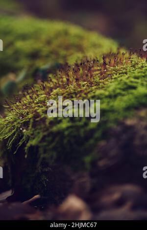 Moos auf dem Waldboden. Hochwertige Fotos Stockfoto