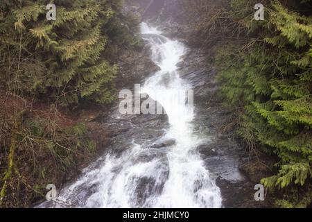 Water Creek in Canadian Nature mit grünen Bäumen während des nebligen Wintertages. Stockfoto