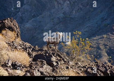 Desert Bighorn Schafe RAM am Rande eines Gipfels in den Whipple Mountains im Osten Kaliforniens Stockfoto