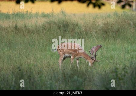 Männlicher Brachhirse grast in einer Waldlichtung Stockfoto