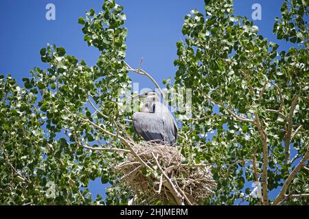 Ein großer blauer Reiher, der auf seinem Nest in einem Baumwollbaum sitzt Stockfoto