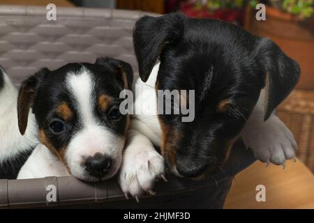 Der süße Jack Russell Welpe sitzt in einem Korb Stockfoto