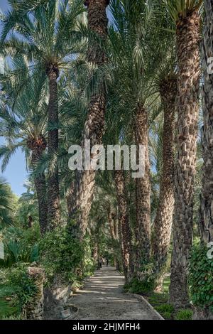 Der Huerto del Cura Garten wurde 1943 zum Nationalen Künstlerischen Garten erklärt, ein Juwel des historischen Palmenhains von Elche, Provinz Alicante, Spanien, Stockfoto