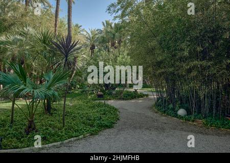 Der Huerto del Cura Garten wurde 1943 zum Nationalen Künstlerischen Garten erklärt, ein Juwel des historischen Palmenhains von Elche, Provinz Alicante, Spanien, Stockfoto