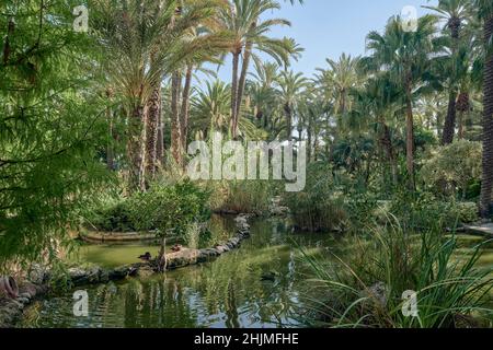Der Huerto del Cura Garten wurde 1943 zum Nationalen Künstlerischen Garten erklärt, ein Juwel des historischen Palmenhains von Elche, Provinz Alicante, Spanien, Stockfoto