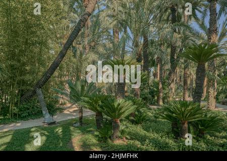 Der Huerto del Cura Garten wurde 1943 zum Nationalen Künstlerischen Garten erklärt, ein Juwel des historischen Palmenhains von Elche, Provinz Alicante, Spanien, Stockfoto