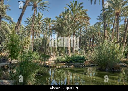 Der Huerto del Cura Garten wurde 1943 zum Nationalen Künstlerischen Garten erklärt, ein Juwel des historischen Palmenhains von Elche, Provinz Alicante, Spanien, Stockfoto