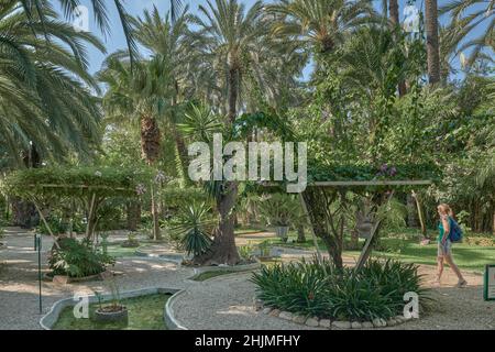 Der Huerto del Cura Garten wurde 1943 zum Nationalen Künstlerischen Garten erklärt, ein Juwel des historischen Palmenhains von Elche, Provinz Alicante, Spanien, Stockfoto