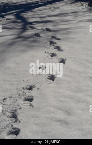 Fußspuren, die ein Wanderer auf einem Naturlehrpfad in Santa Fe, New Mexico, im Schnee hinterlassen hat. Stockfoto