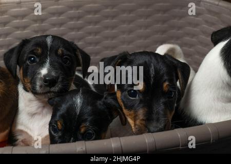 Drei Jack Russell Terriers sitzen in einem Wäschekorb Stockfoto